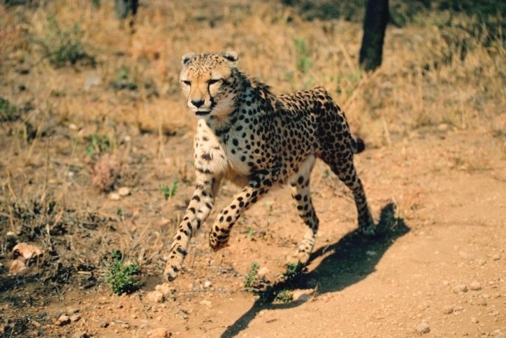cheetah