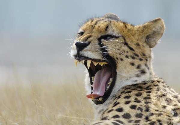 beautiful cheetah