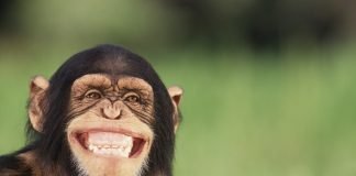 Top Ten Intelligent Animals That Don’t Need To Go Back to School chimpanzeesmiling