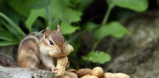 Caption this: What are is this chipmunk thinking?