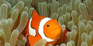 Species that Stick Together clown fish