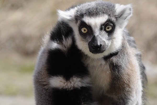 cosmo the ring tailed  lemur