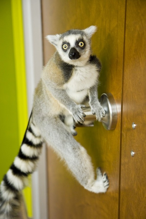 Cosmo ring tailed lemur