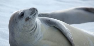 Crabeater Seal Crabeater seal
