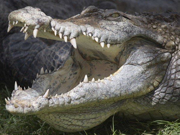 crocodile