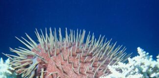 The Spikey Crown-of-Thorns Starfish