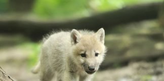 Top Ten Cutest Wolf Pups