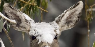 Top Ten Ways Animals Survive the Winter