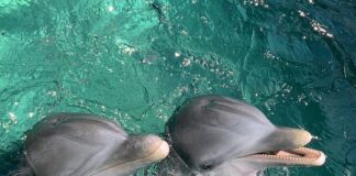 Pawsitively Hilarious Jokes #52