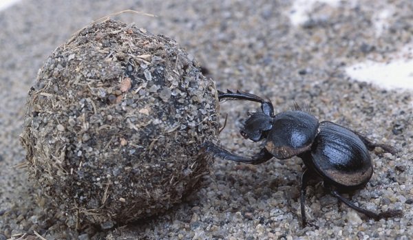Dung beetle