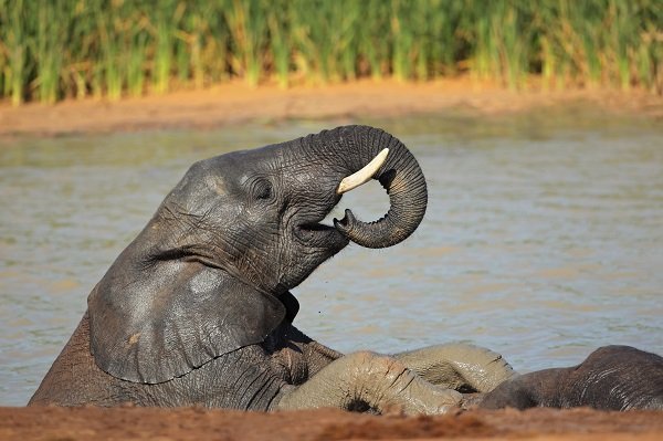 Playful African elephant