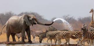 Caption This: What are these Zebras Thinking?