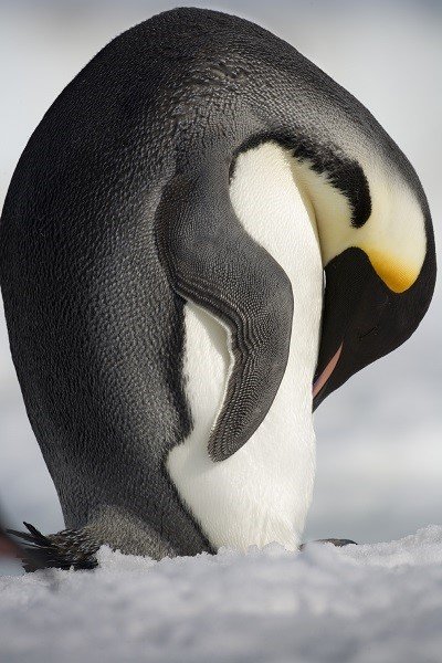 Emperor Penguin,  Antarctica