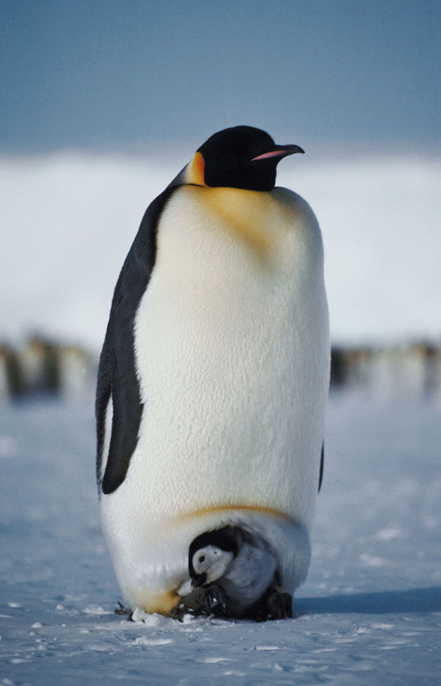 emperor penguin, baby,