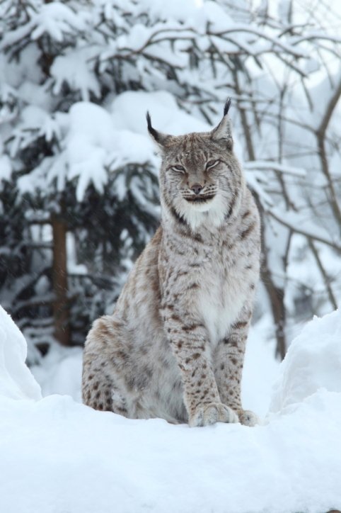 euasian lynx