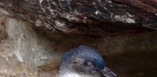 Tiny Blue Penguin Fairy fairy penguin