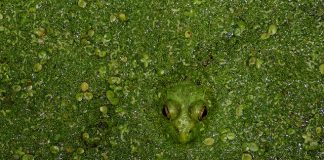 How many animals can you find in this video?