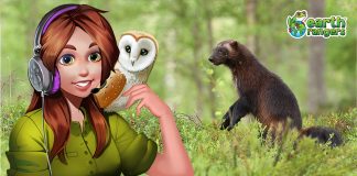 Podcast: The wolverine: Smelly Wilderness Grouch or Tenacious Super Weasel?