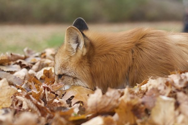 Forrest the fox in leaves