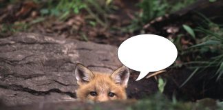 Caption This! What’s This Fox Pup Thinking?