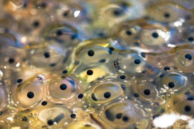 Frog eggs