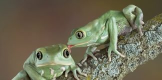 Top Ten Ways Animal Friends Help Each Other Out Waxy tree frog love