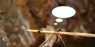 Caption This! What’s this Frog Thinking? frog, caption