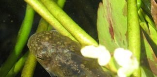 Life Cycle of a Frog