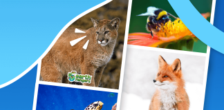 Help Your Child to Bring Back the Wild!