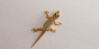 World’s Best Climbers