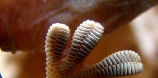 Sticky Gecko Feet