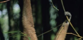 Sounding like a Gibbon gibbon