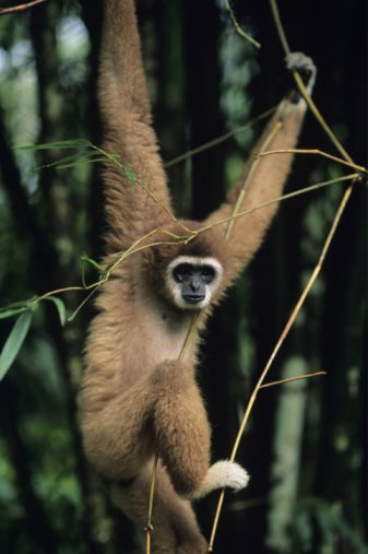 gibbon gibbon