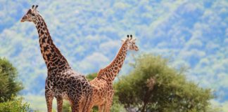 Shhh it’s a Giraffe giraffs