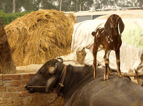 Goat standing on a cow