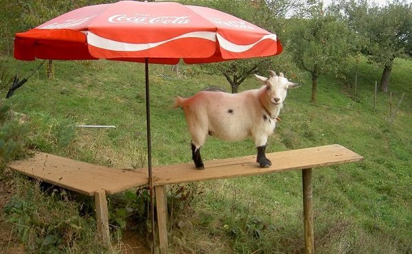 Goat on a bench