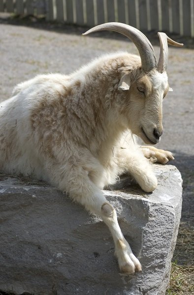 Goat on a rock