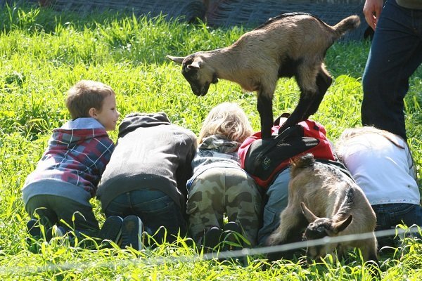 goat walking on kids