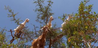 Countdown of Things Goats Like to Climb Goats in a tree