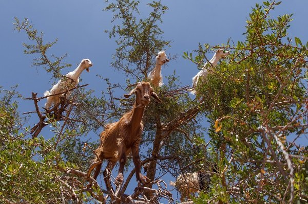 Goats in a tree