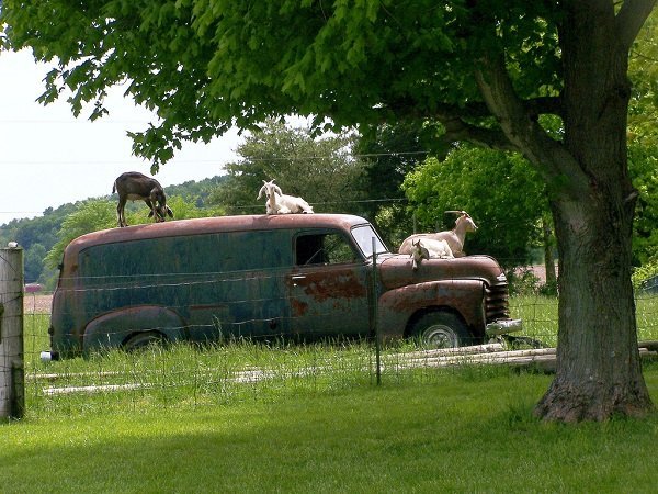 Goats on a car