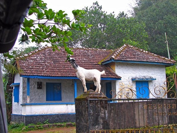 Goat on a gate
