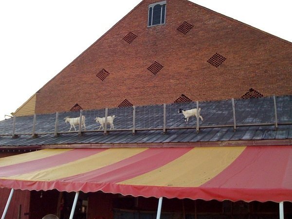 Goats on a roof
