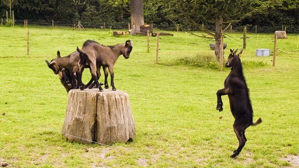 goats on a stump