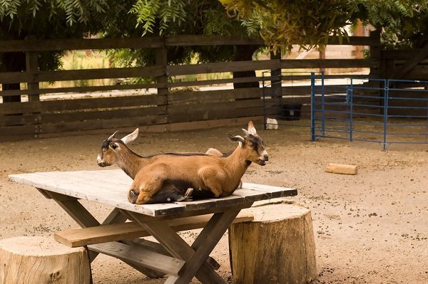 Goats on a table