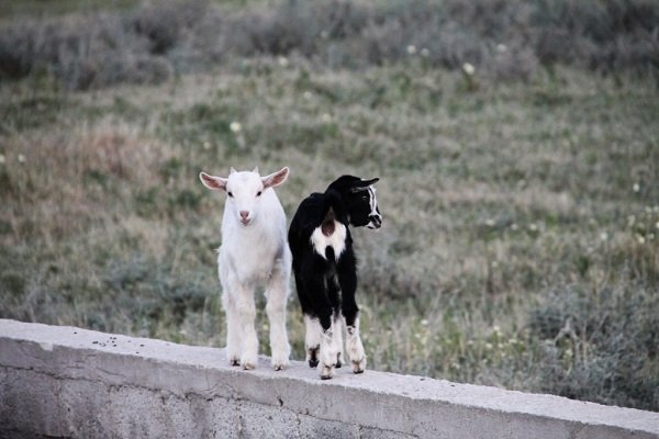 Goats on a wall Goats on a wall
