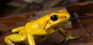 Top Ten Awesome Facts About Frogs golden poison dart frog