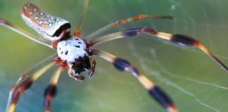 Top Ten Scariest Spiders Golden Silk Orb-weaver, Nephila clavipes