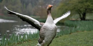 How do birds know when it’s time to migrate?