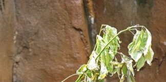 Caption this: What is this gorilla thinking?